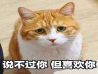 海南青兰雨商贸有限公司