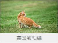海南青兰雨商贸有限公司
