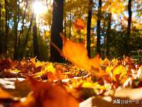 海南青兰雨商贸有限公司