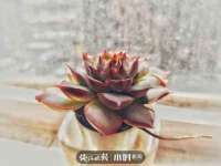 海南青兰雨商贸有限公司