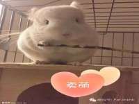 海南青兰雨商贸有限公司