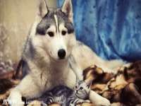 海南青兰雨商贸有限公司