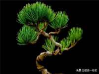 海南青兰雨商贸有限公司